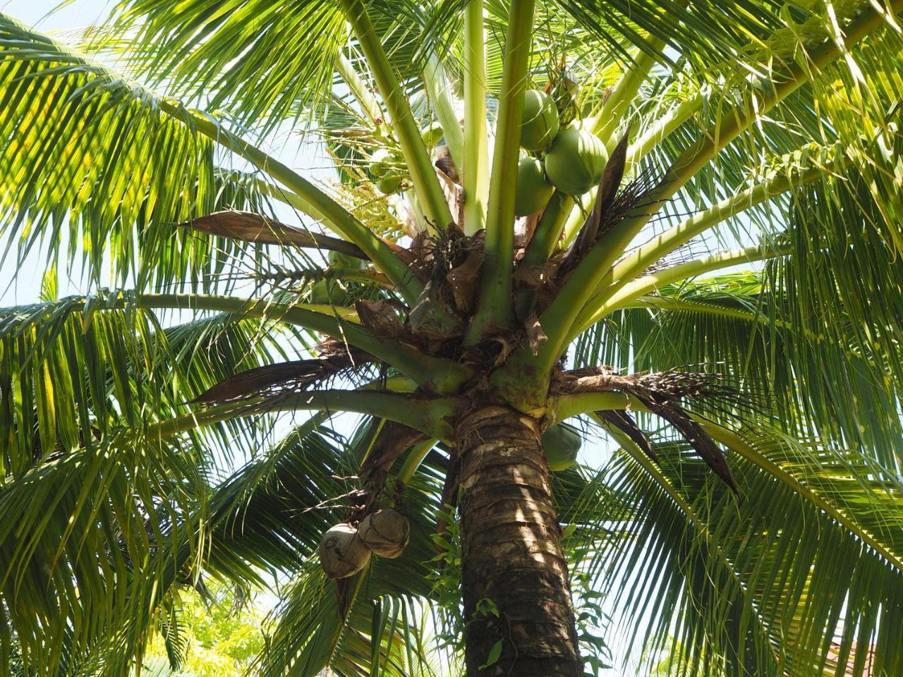 Coconut Bungalow Nai Yang Beach Extérieur photo